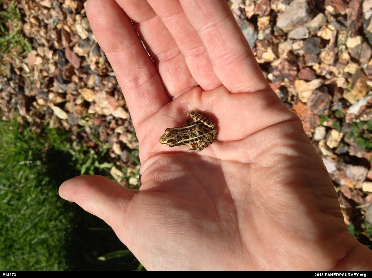 Pickerel Frog