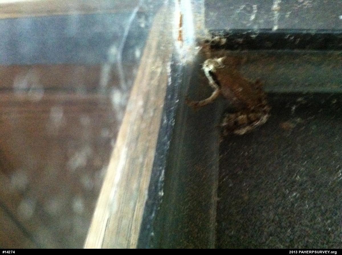 Wood Frog