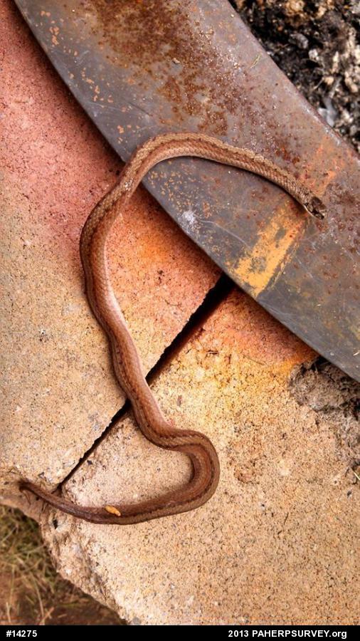 Dekay's Brownsnake