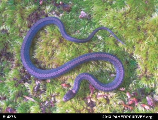 Red-bellied Snake