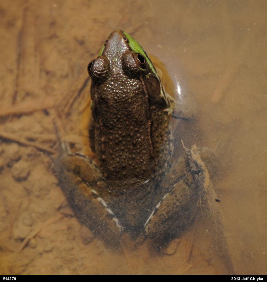 Green Frog