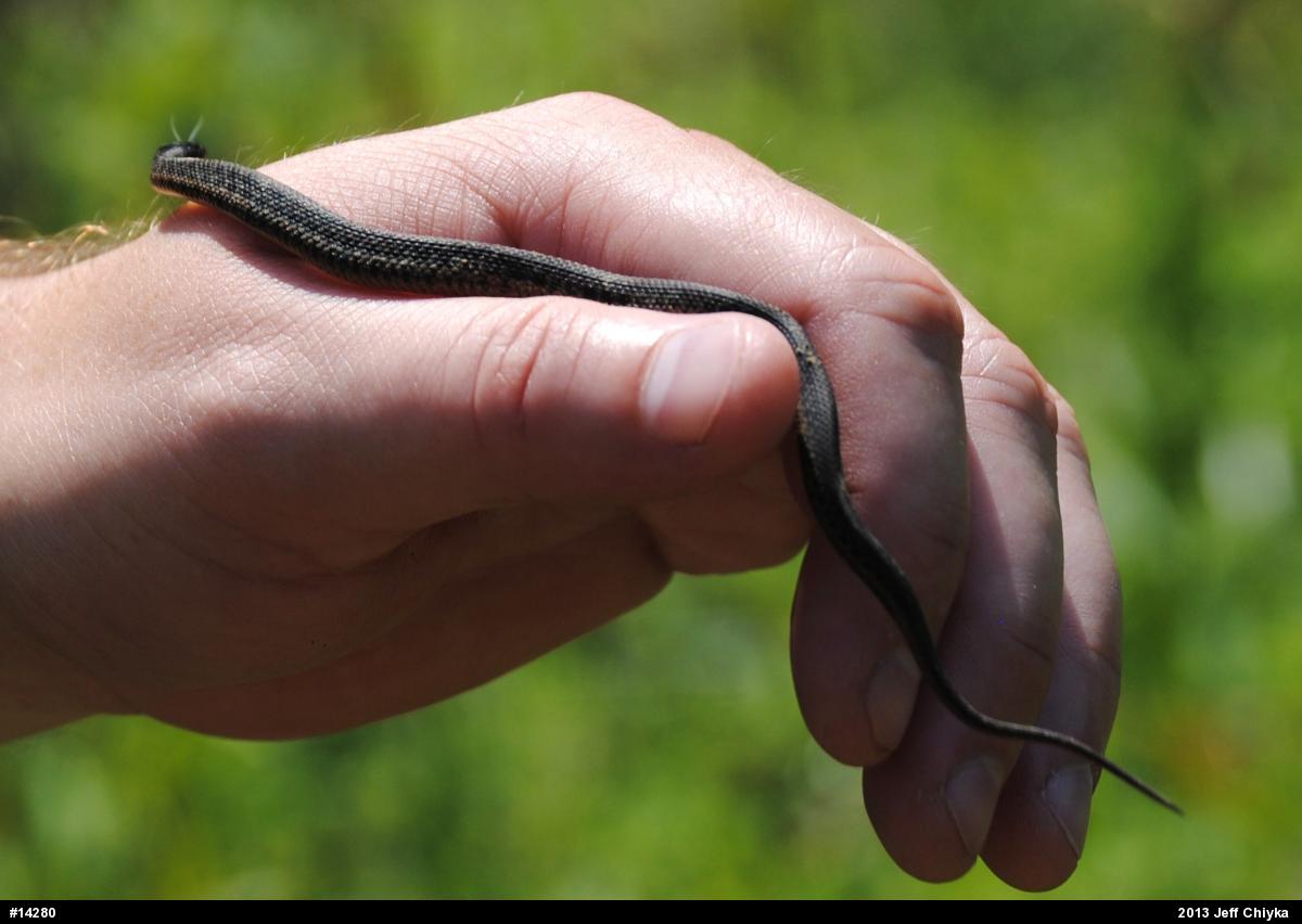 Eastern Gartersnake