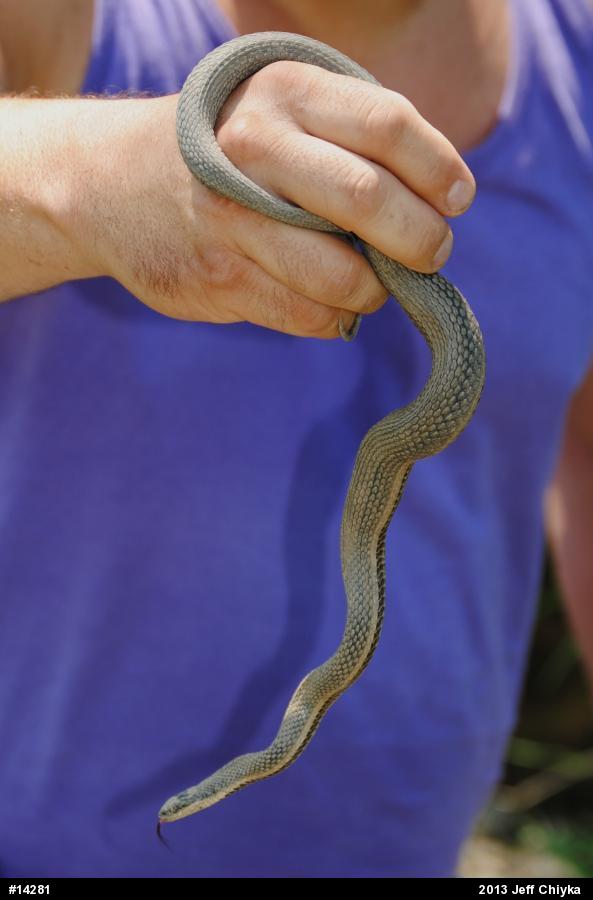 Queensnake