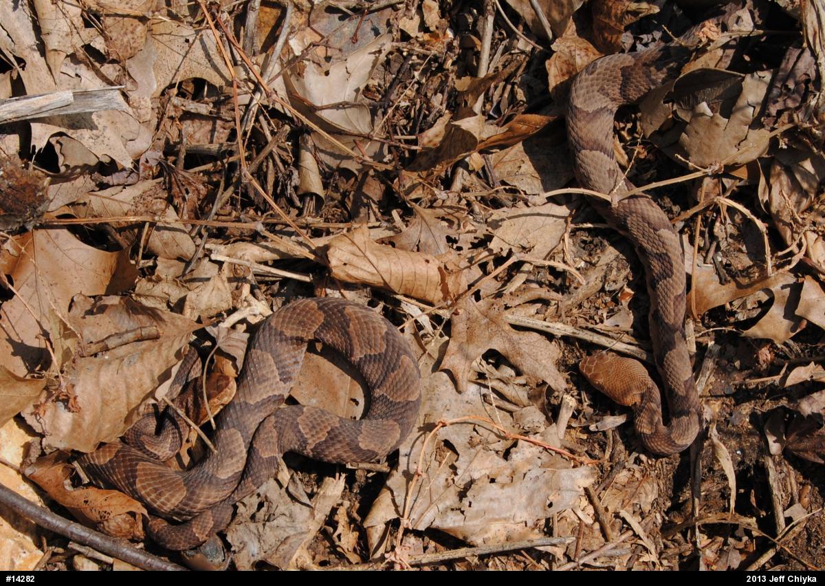 Northern Copperhead