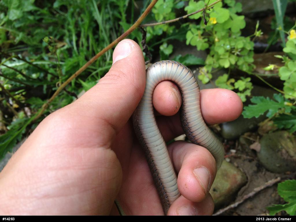Mountain Earthsnake