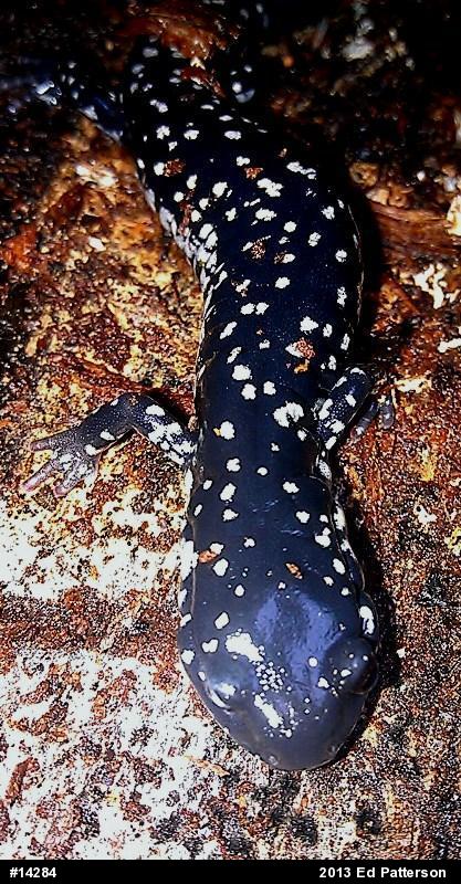 Northern Slimy Salamander