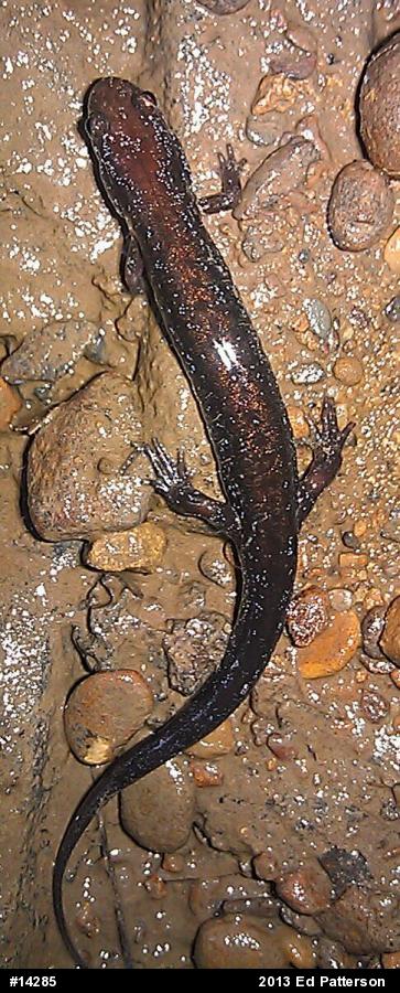 Allegheny Mountain Dusky Salamander