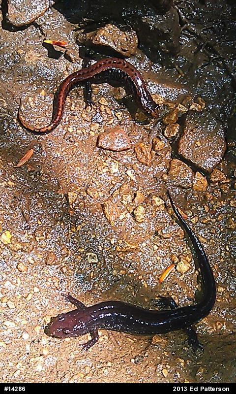 Allegheny Mountain Dusky Salamander