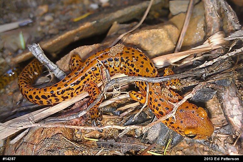 Eastern Long-tailed Salamander