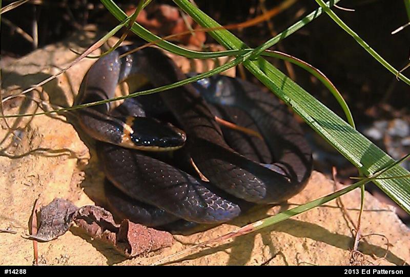 Northern Ring-necked Snake