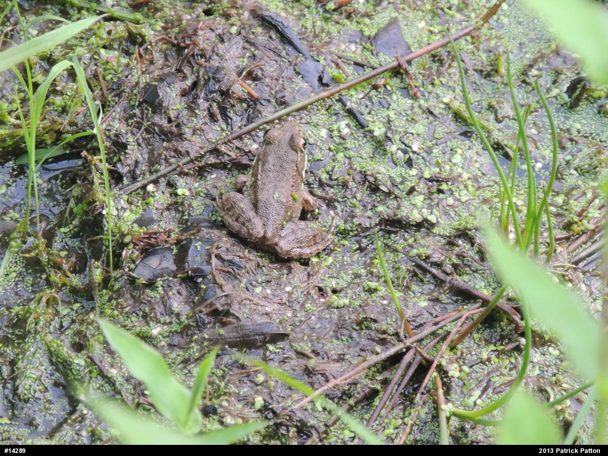 Green Frog