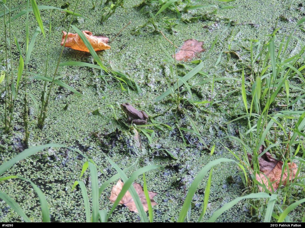 Green Frog