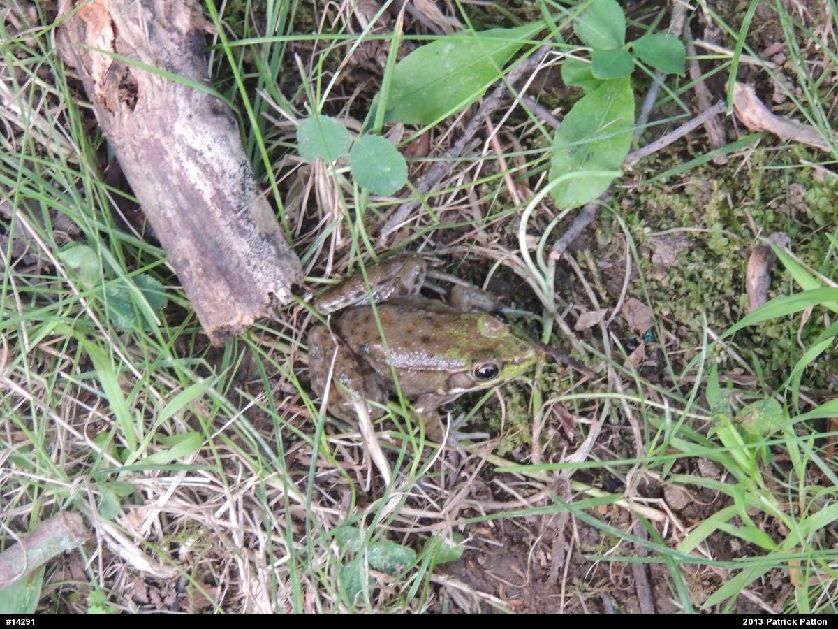 Green Frog