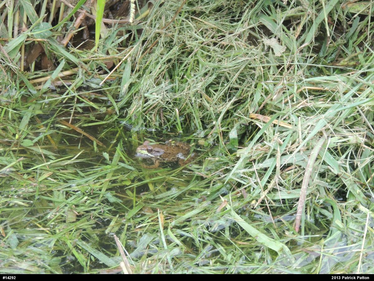 Green Frog