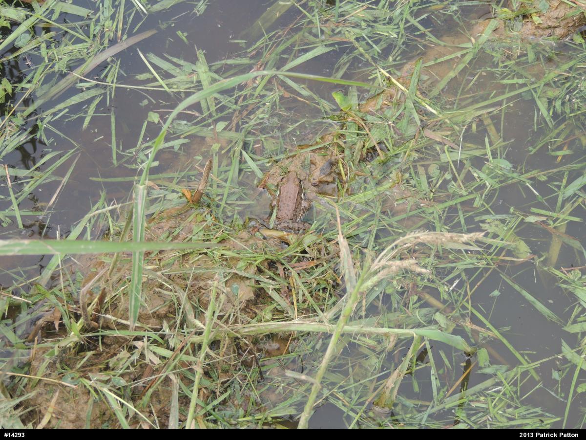 Green Frog