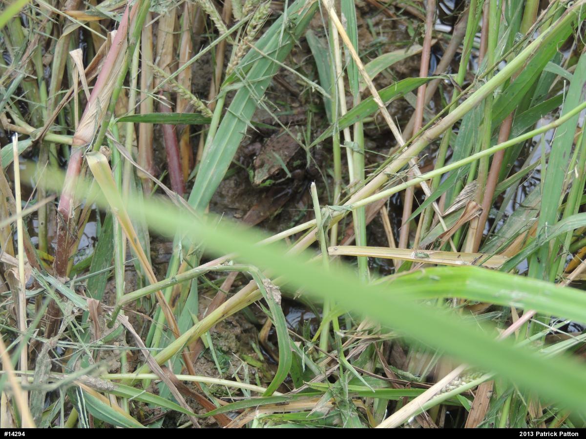 Green Frog