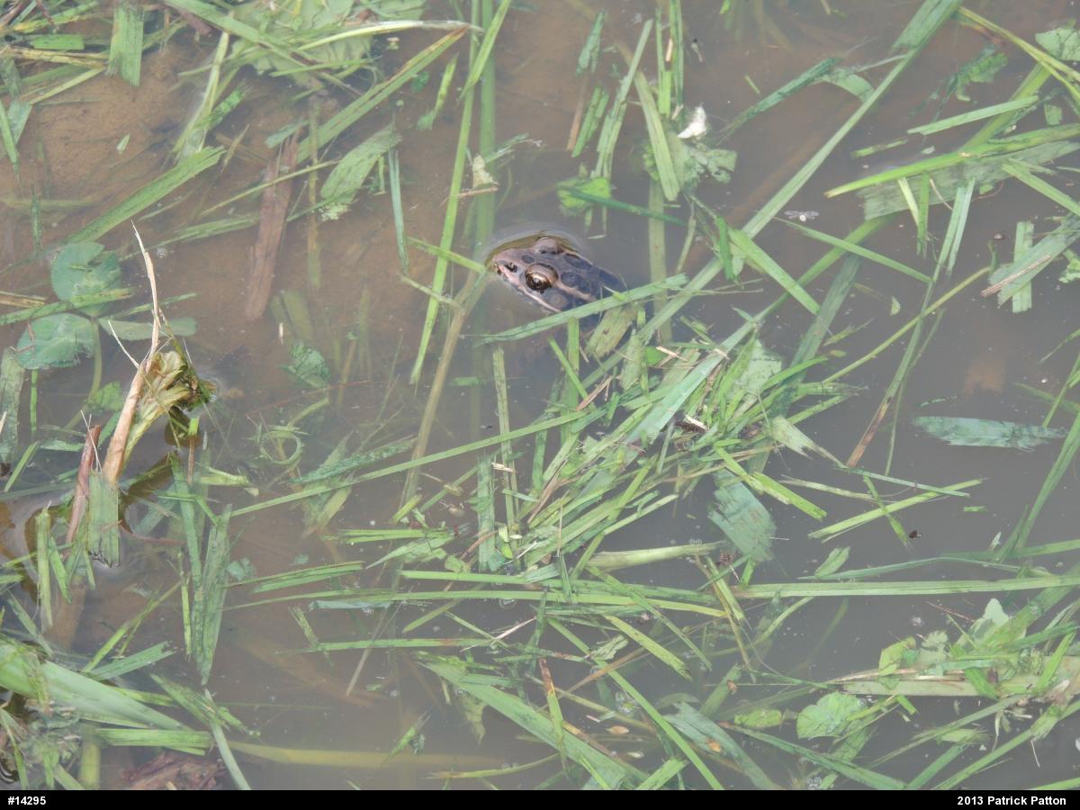 Pickerel Frog