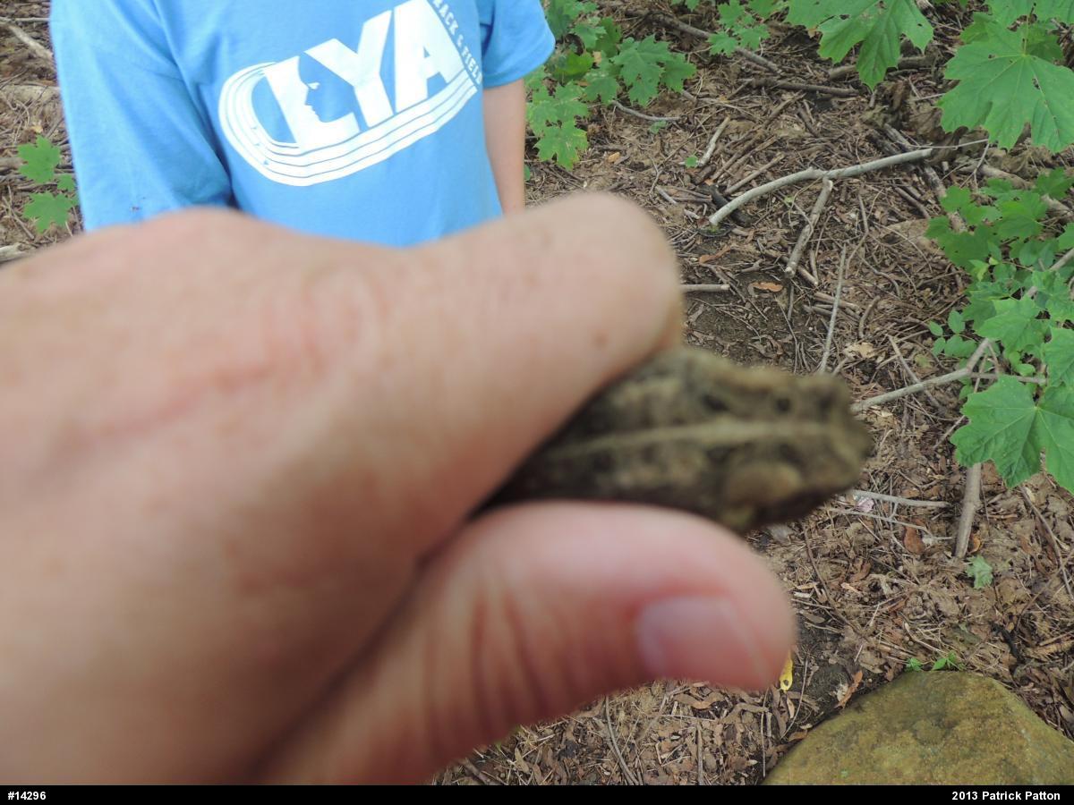 True Toads