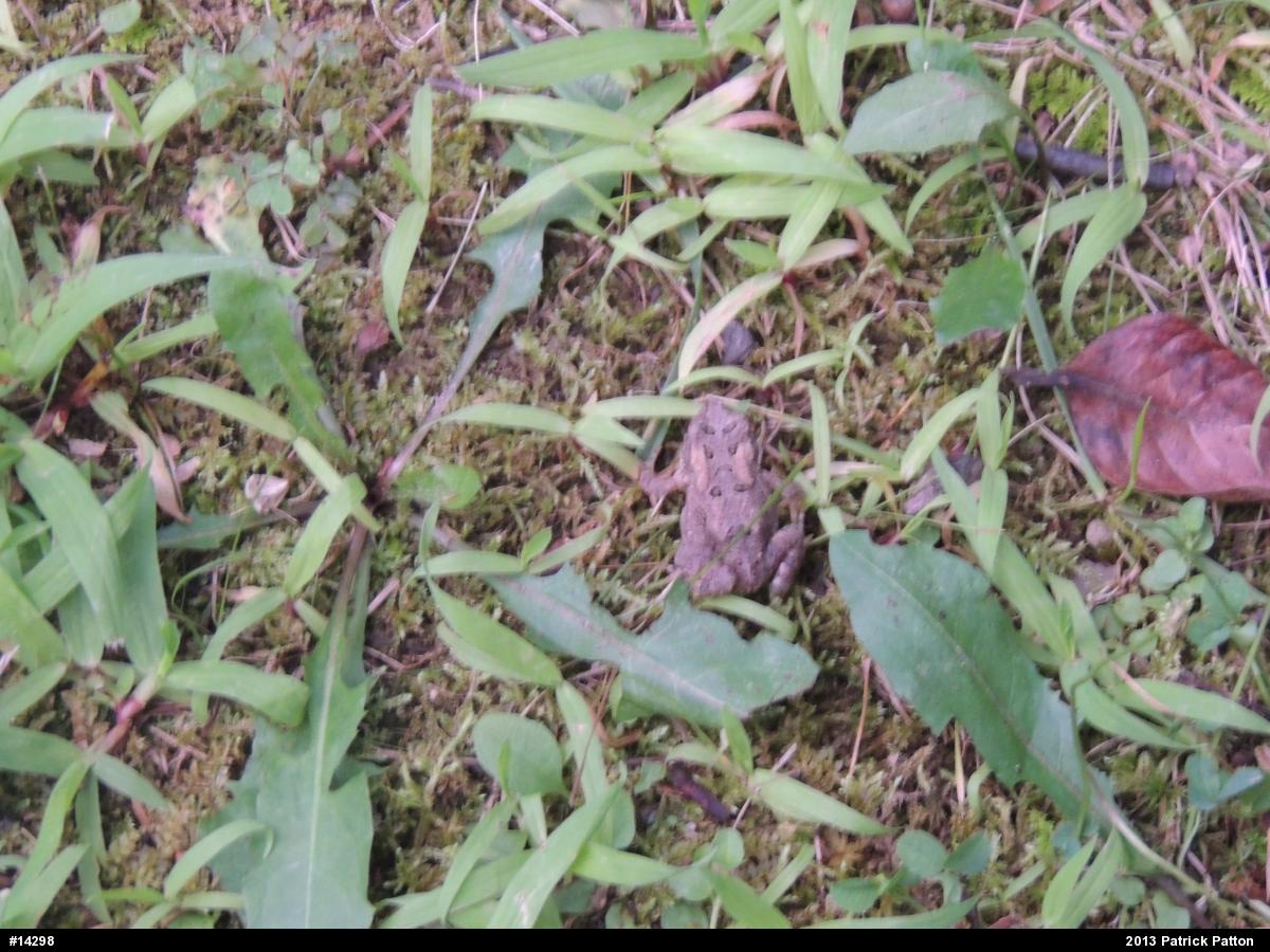 Eastern American Toad