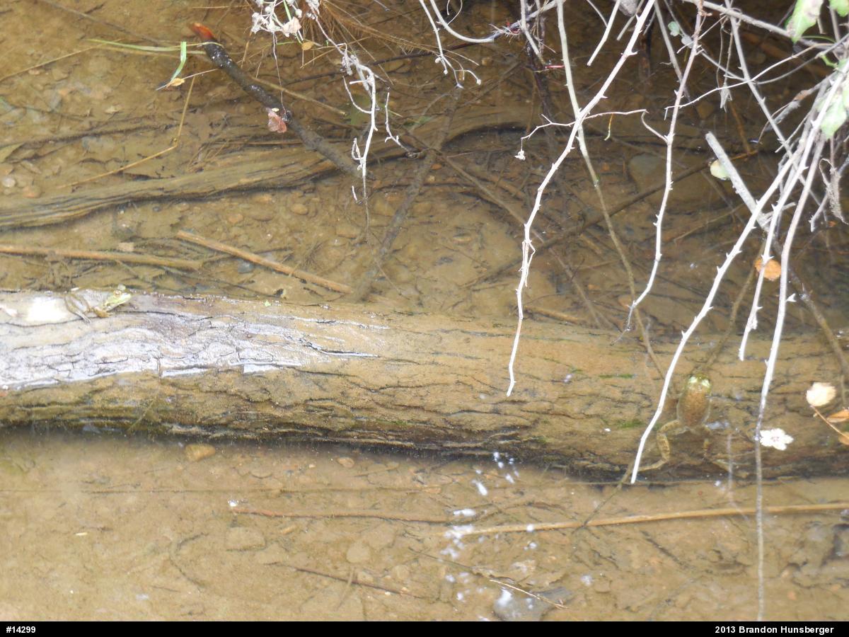 American Bullfrog