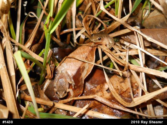 Spring Peeper