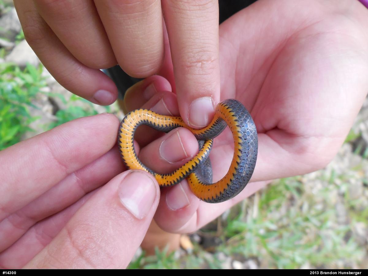 Northern Ring-necked Snake