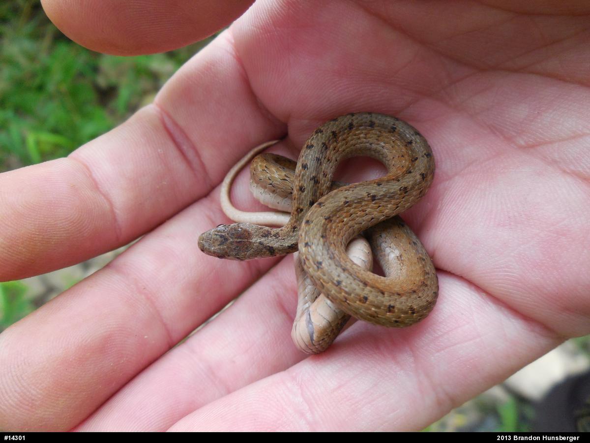 Dekay's Brownsnake