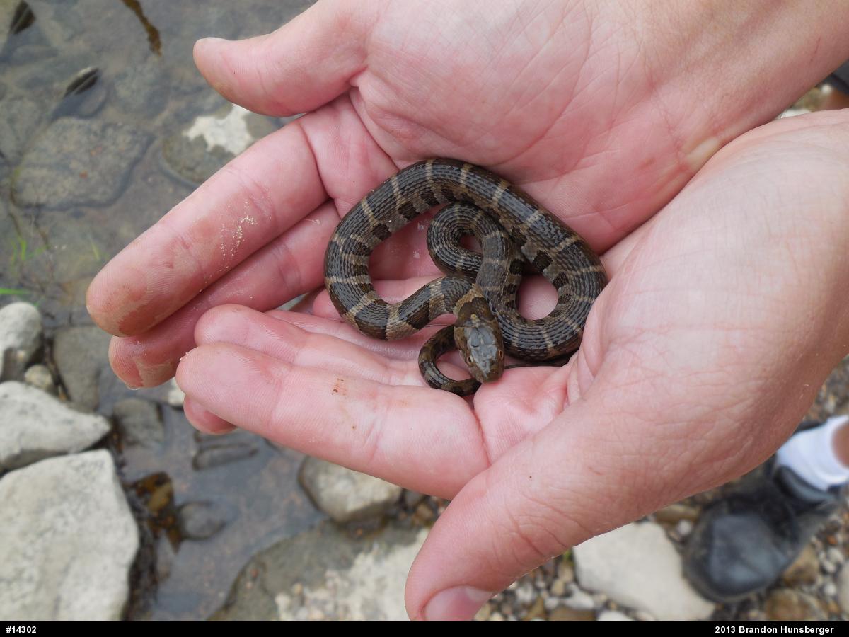 Northern Watersnake