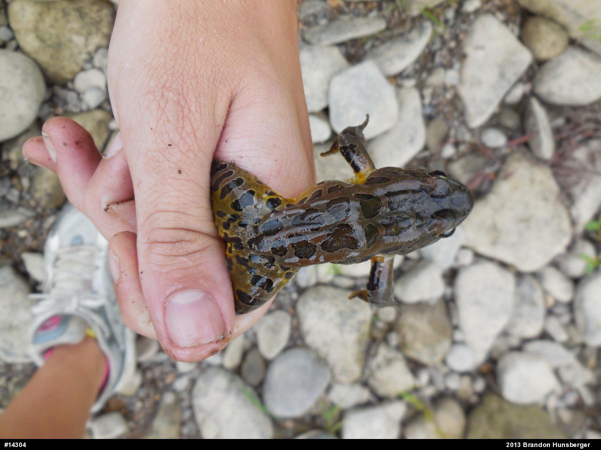 Pickerel Frog
