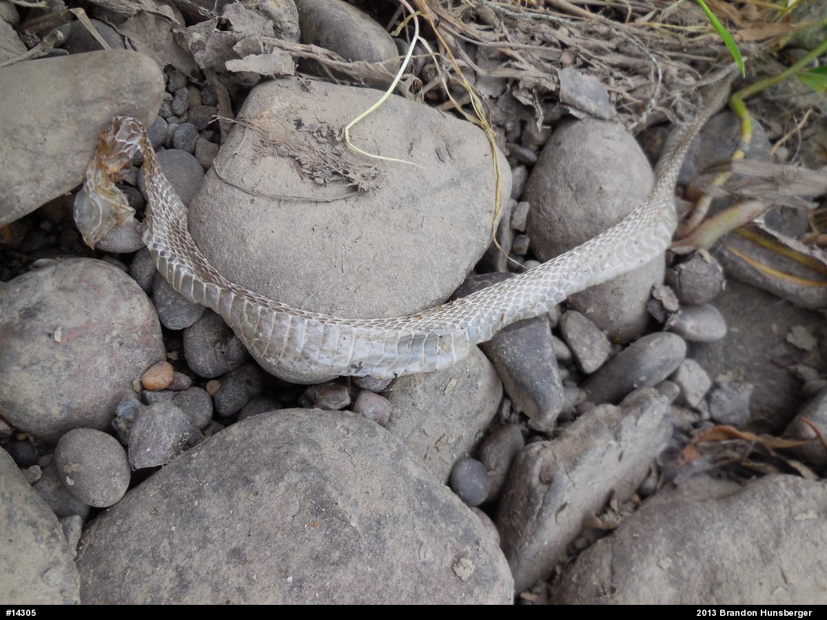 Northern Watersnake