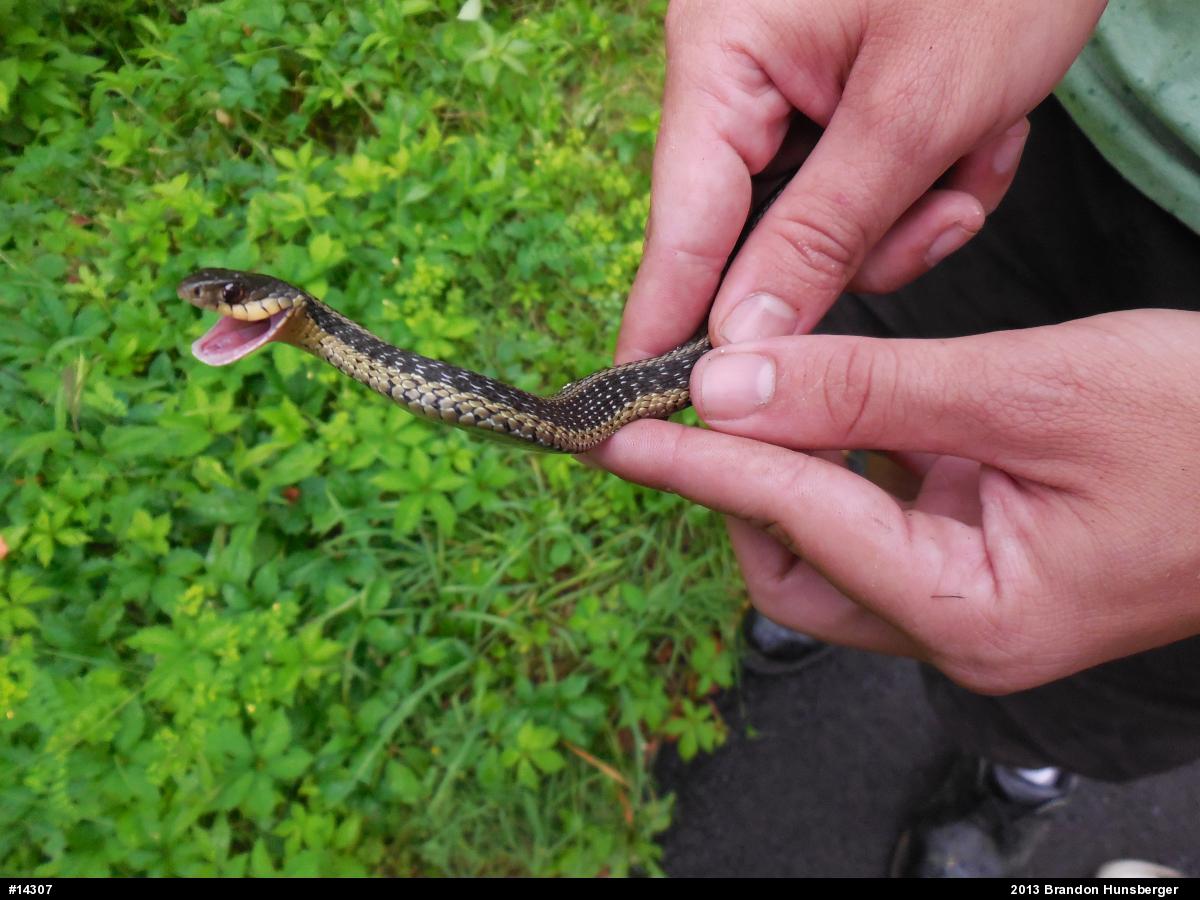 Eastern Gartersnake