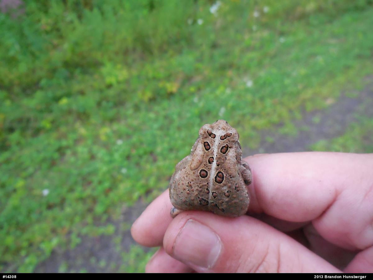 Eastern American Toad