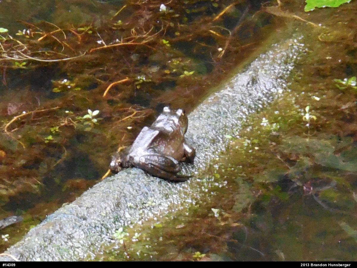 American Bullfrog