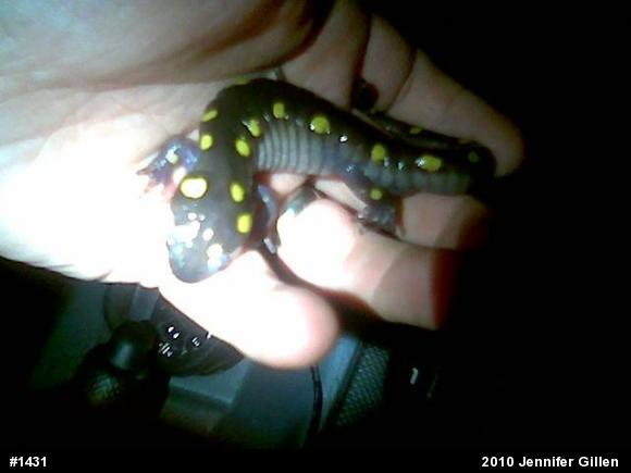 Spotted Salamander