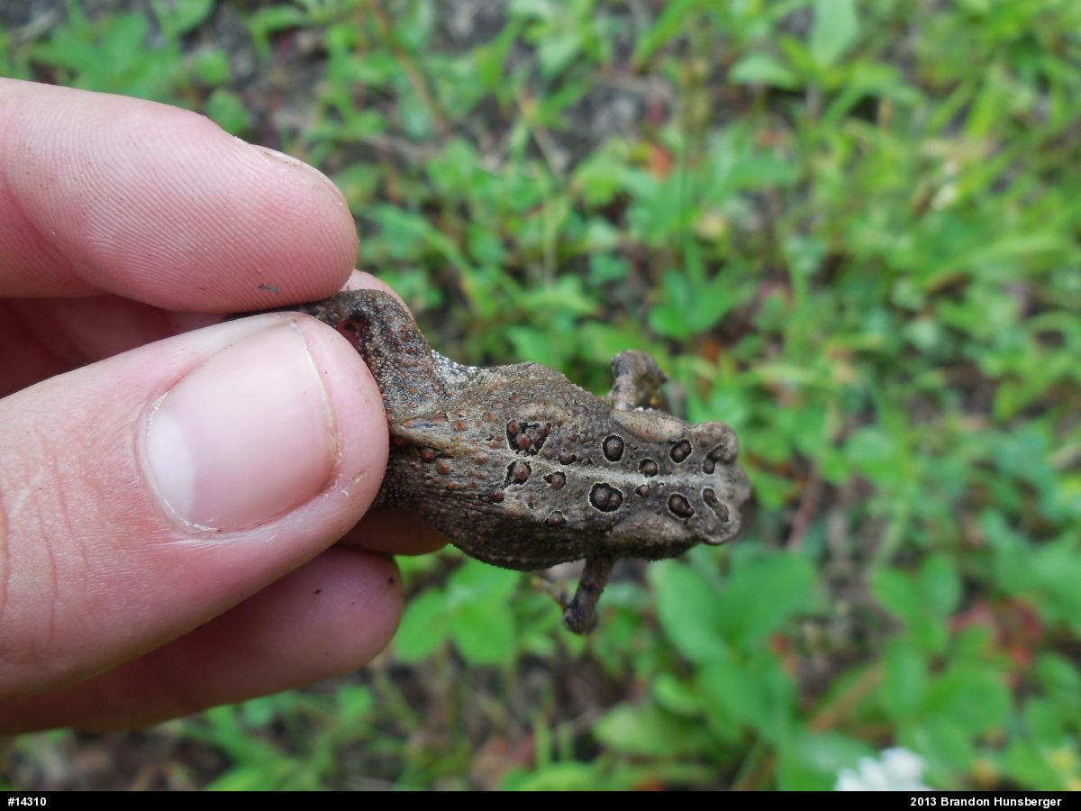 Eastern American Toad