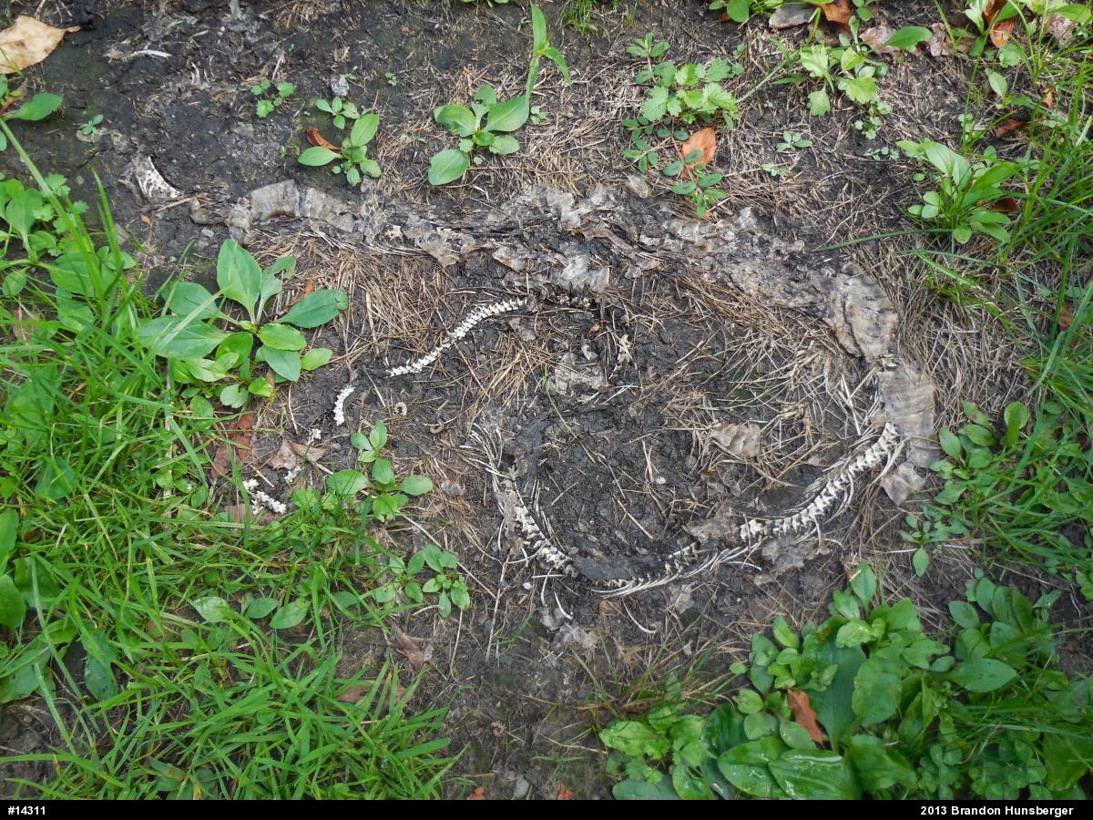 Northern Watersnake