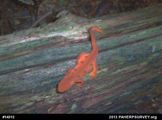 Red-spotted Newt