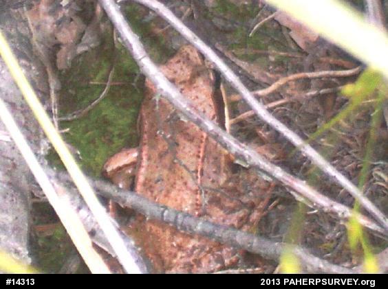 Wood Frog