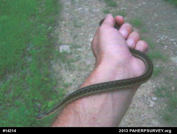 Eastern Gartersnake