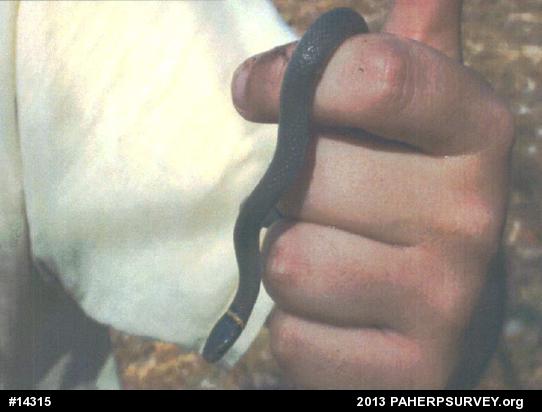Northern Ring-necked Snake