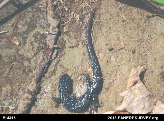 Northern Slimy Salamander