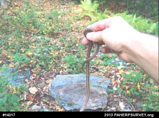 Eastern Gartersnake