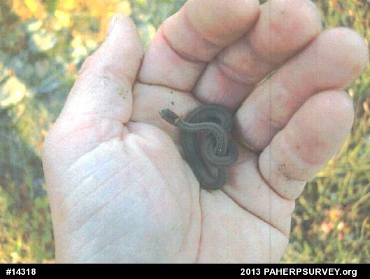 Red-bellied Snake