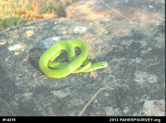 Smooth Greensnake