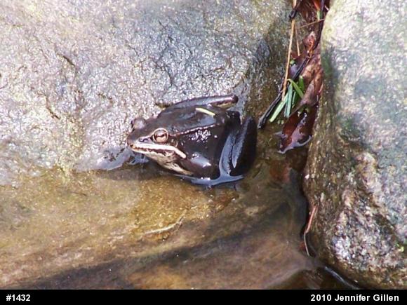 Wood Frog