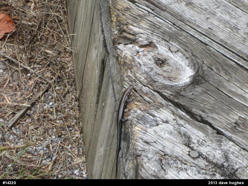 Common Five-lined Skink