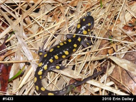 Spotted Salamander
