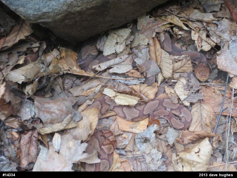 Northern Copperhead