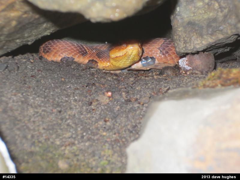 Northern Copperhead