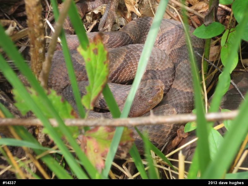 Northern Copperhead